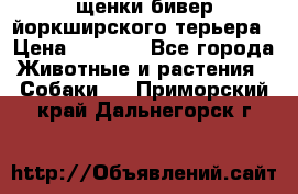 щенки бивер йоркширского терьера › Цена ­ 8 000 - Все города Животные и растения » Собаки   . Приморский край,Дальнегорск г.